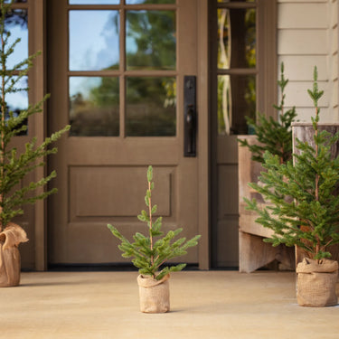 Woodland Fir Tree