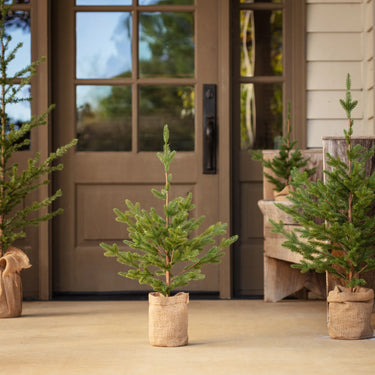 Woodland Fir Tree
